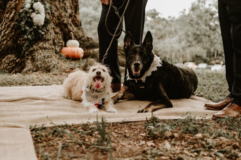 dogs at phillippe park wedding ceremony